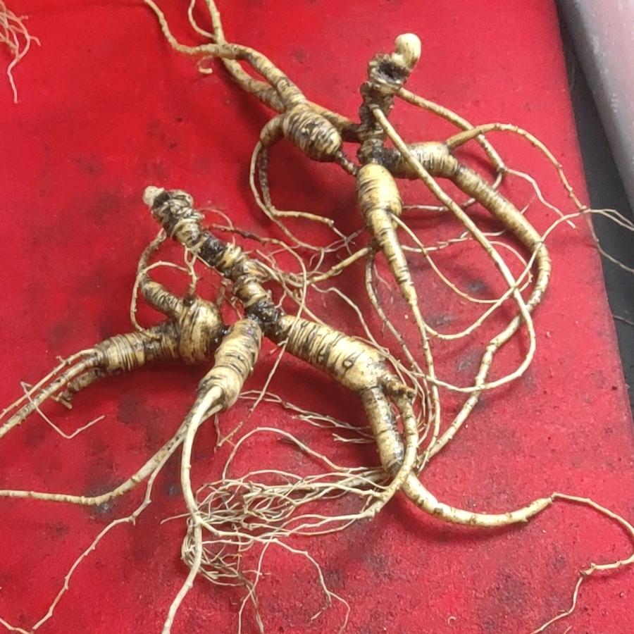 宏顺堂人参滋补（夫妻店）