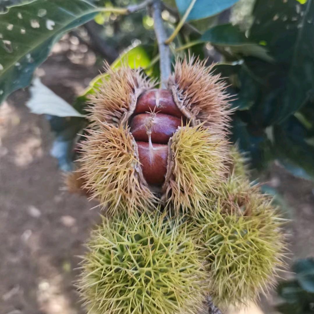 青龙板栗产区直发