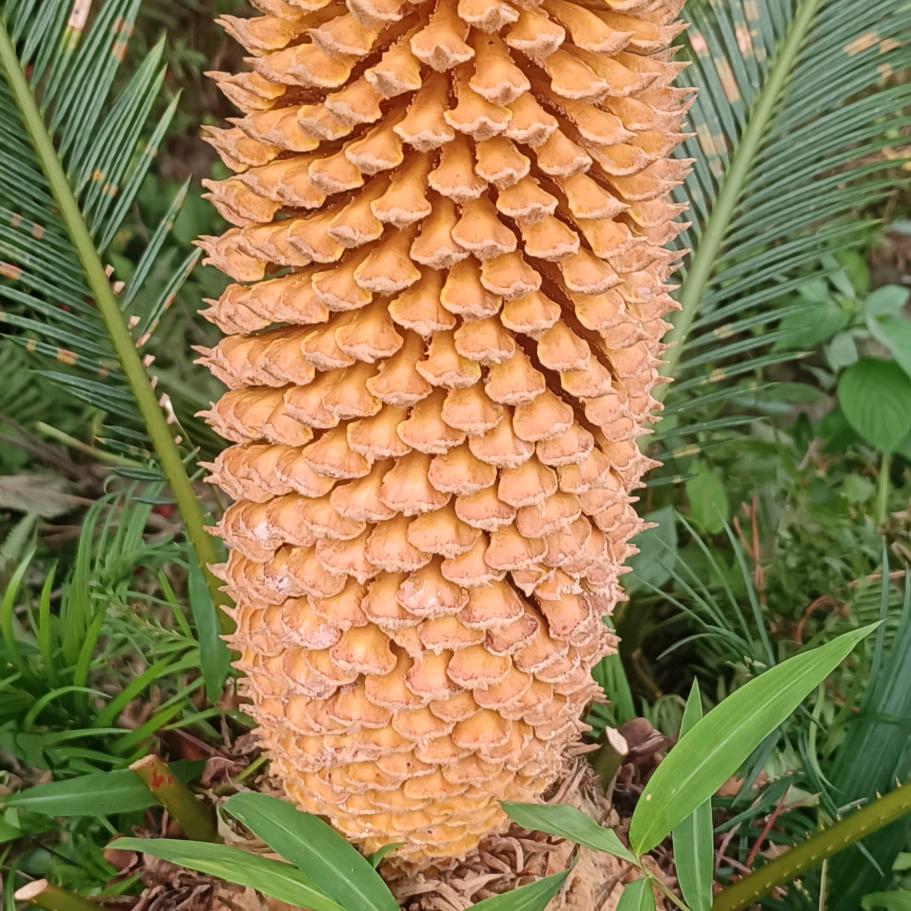 用过去的号