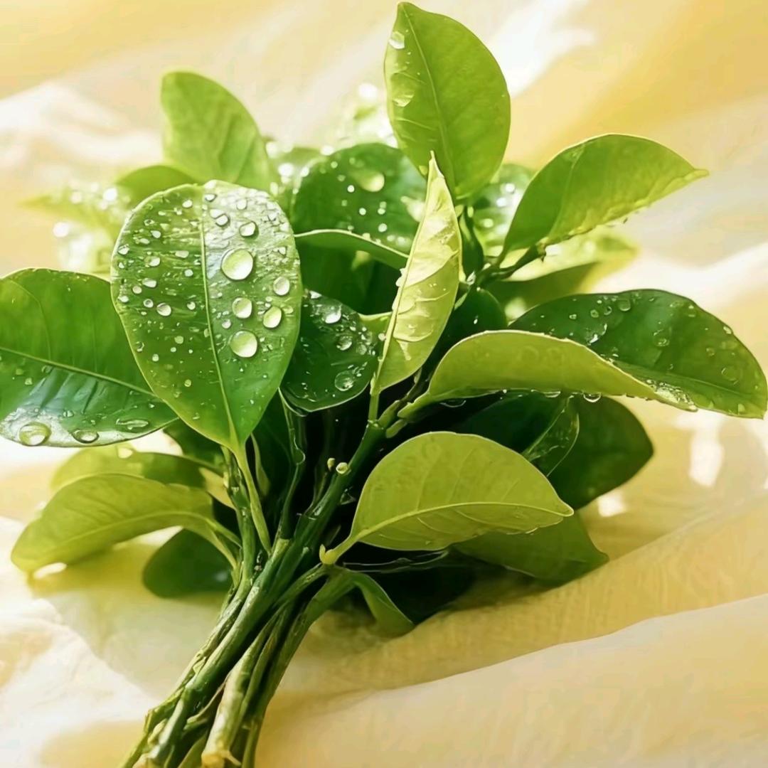 性感母蟑螂八条腿上有腿毛