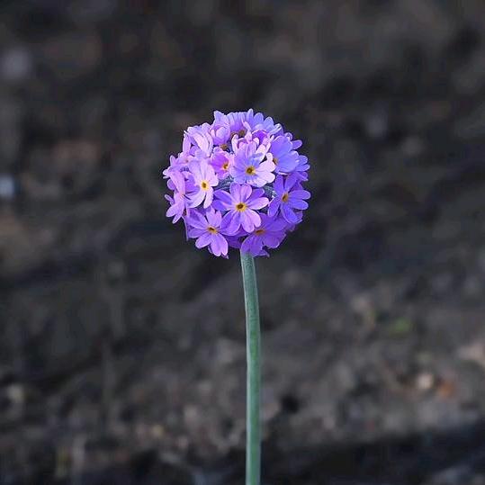 李白的菜