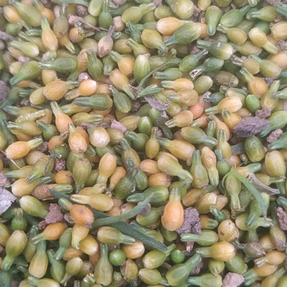 百蕊草种植技术推广