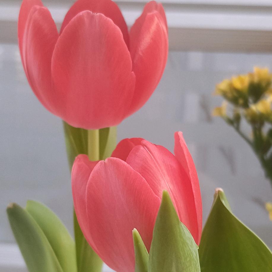 💞ꦿˇ陳菇娘⁵²º᭄এ💋（拒连赞）