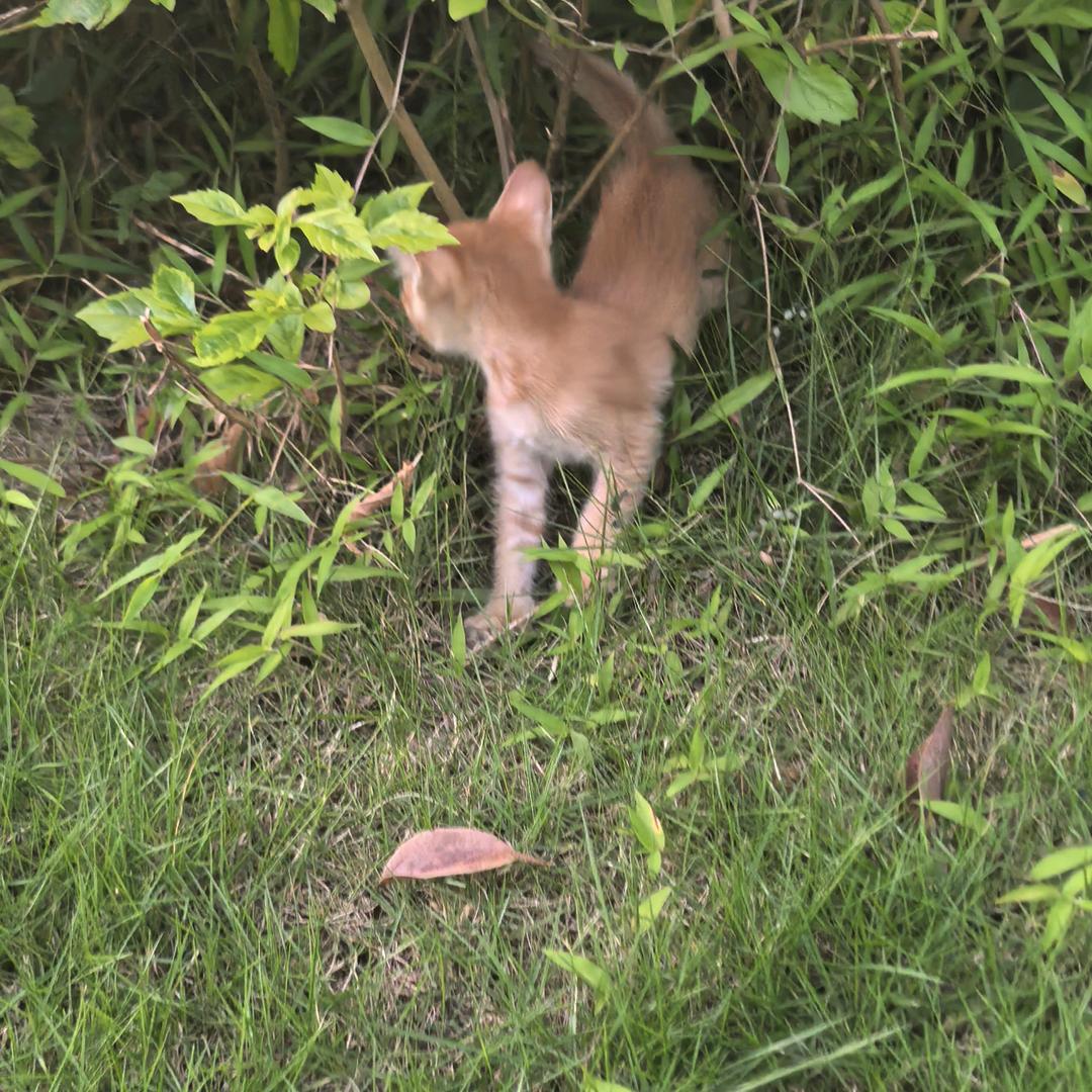 小橘猫