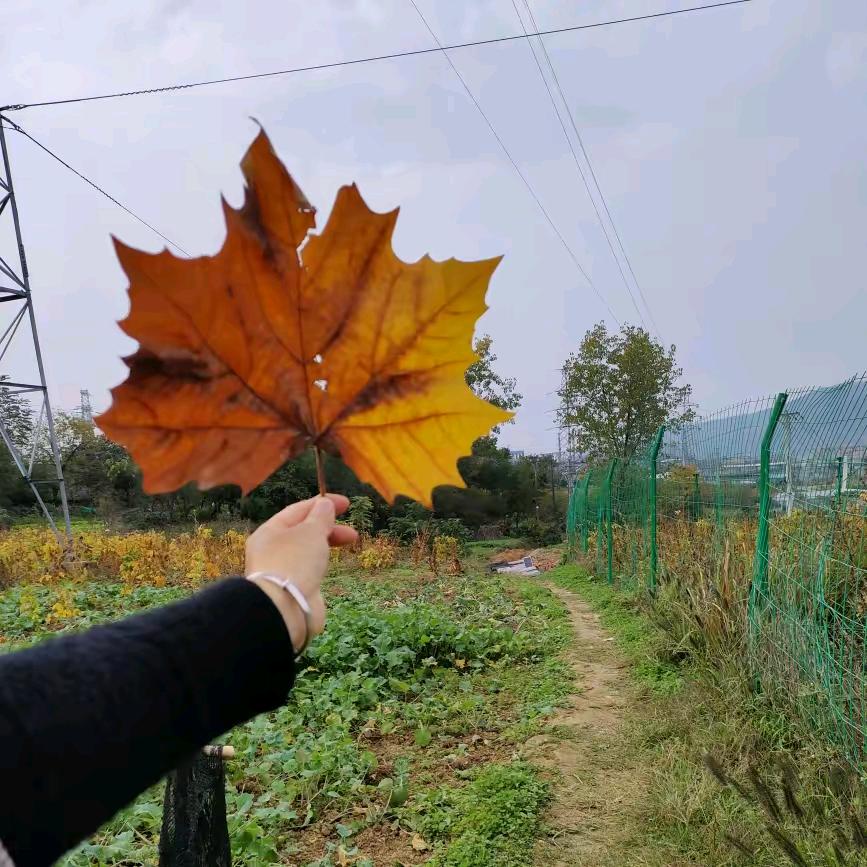 @@雨中泪，🌲🎄🎄🎄