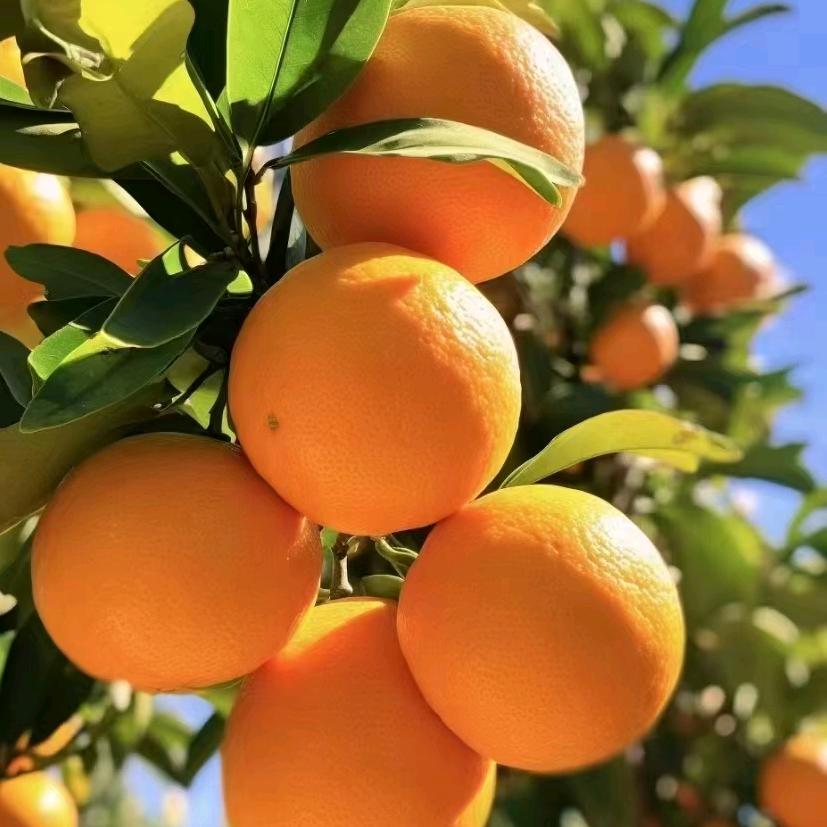 嗯嗯 赣南脐橙 九省包邮🌈