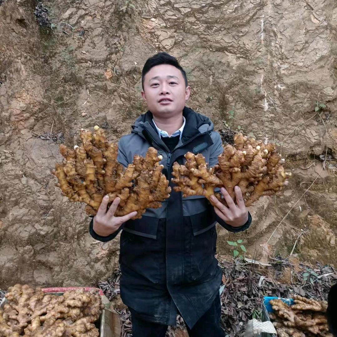 镇宁精品生姜