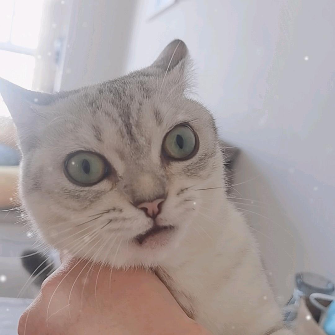 螺丝粉是只猫