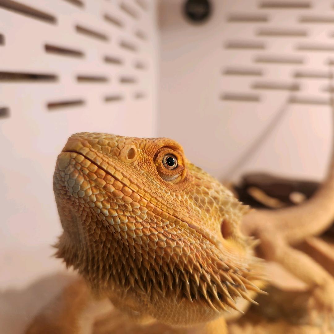 冀南大山七彩鸡