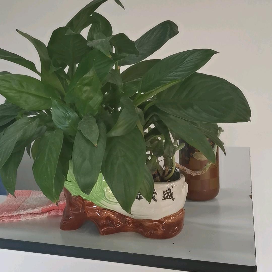 顺旌仕小笑专用号