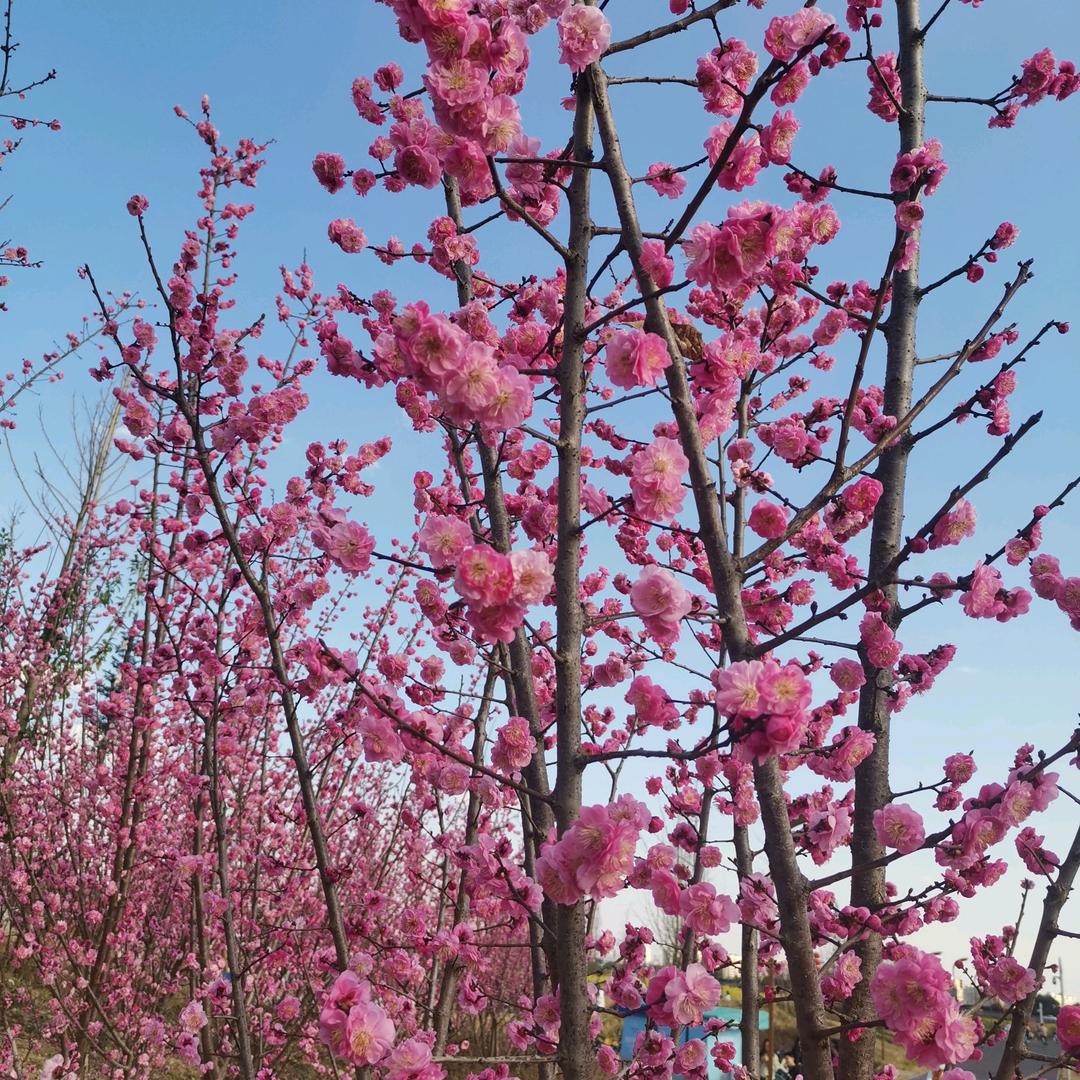 苏苏🌺