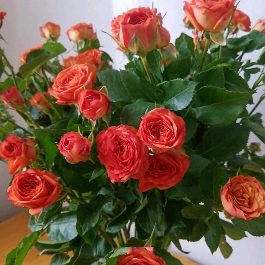 萍姐🌺