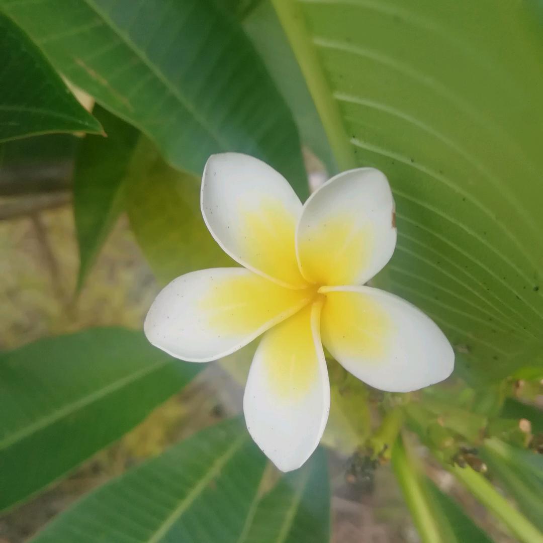 老王