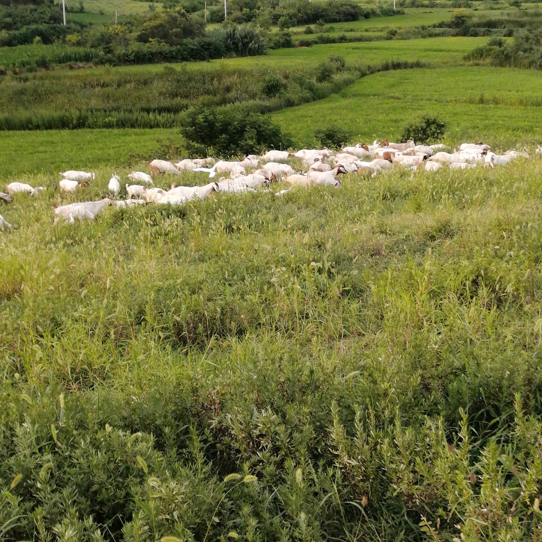 人走茶凉