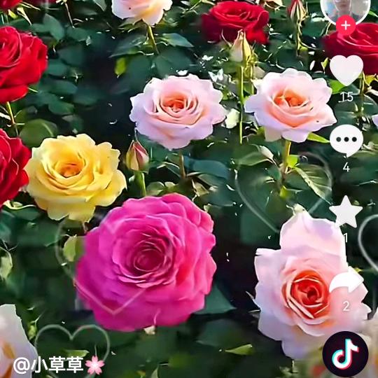 自由等代