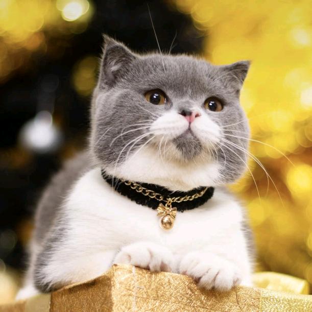 努力搞钱！！！