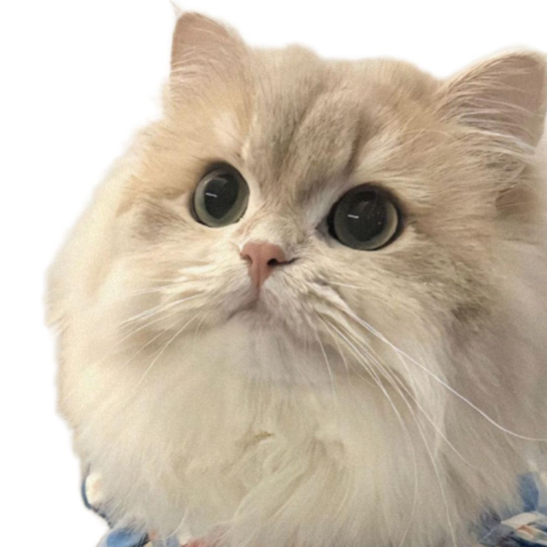 十月放过我