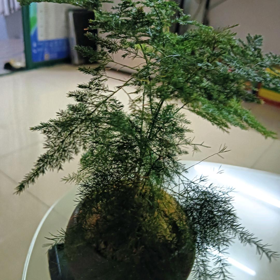 红纪