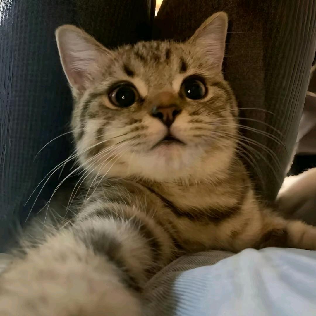 穿越晓猫头像