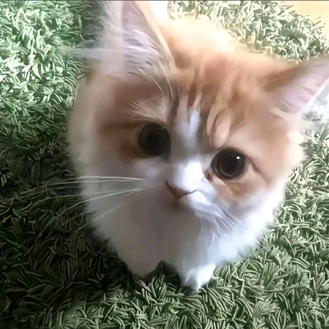 槐枝愿^⎚˕⎚^🍑
