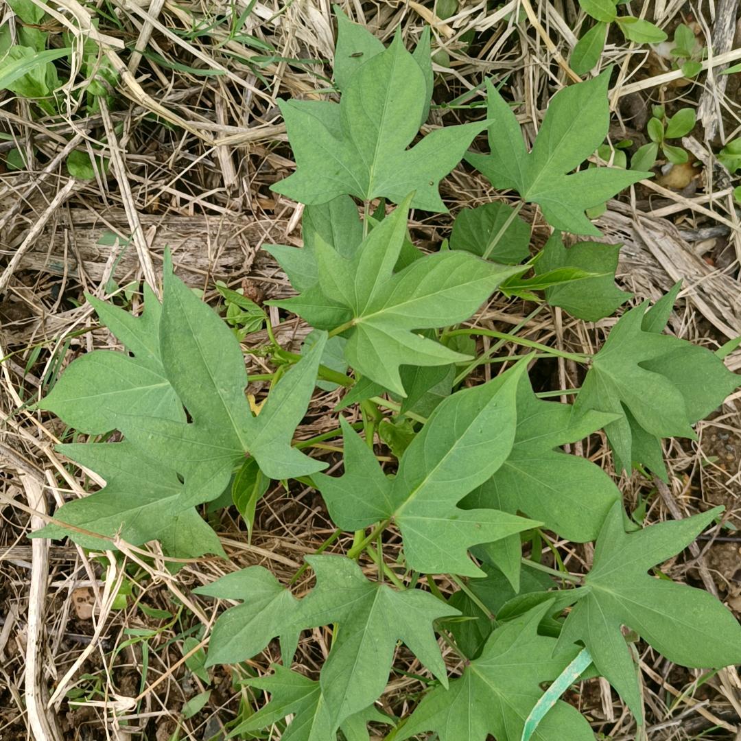 青辰的露水🎤1348