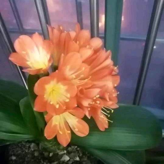 豆浆