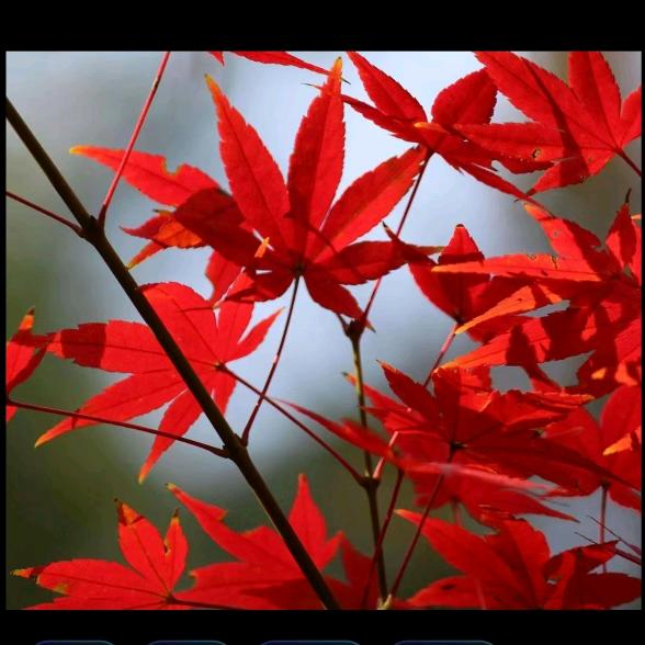 红枫叶