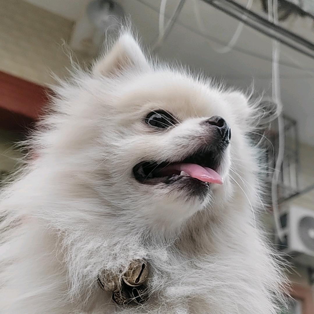 ˢᵐᵃˡˡ羊ʸⁱⁿᵍ🐑.