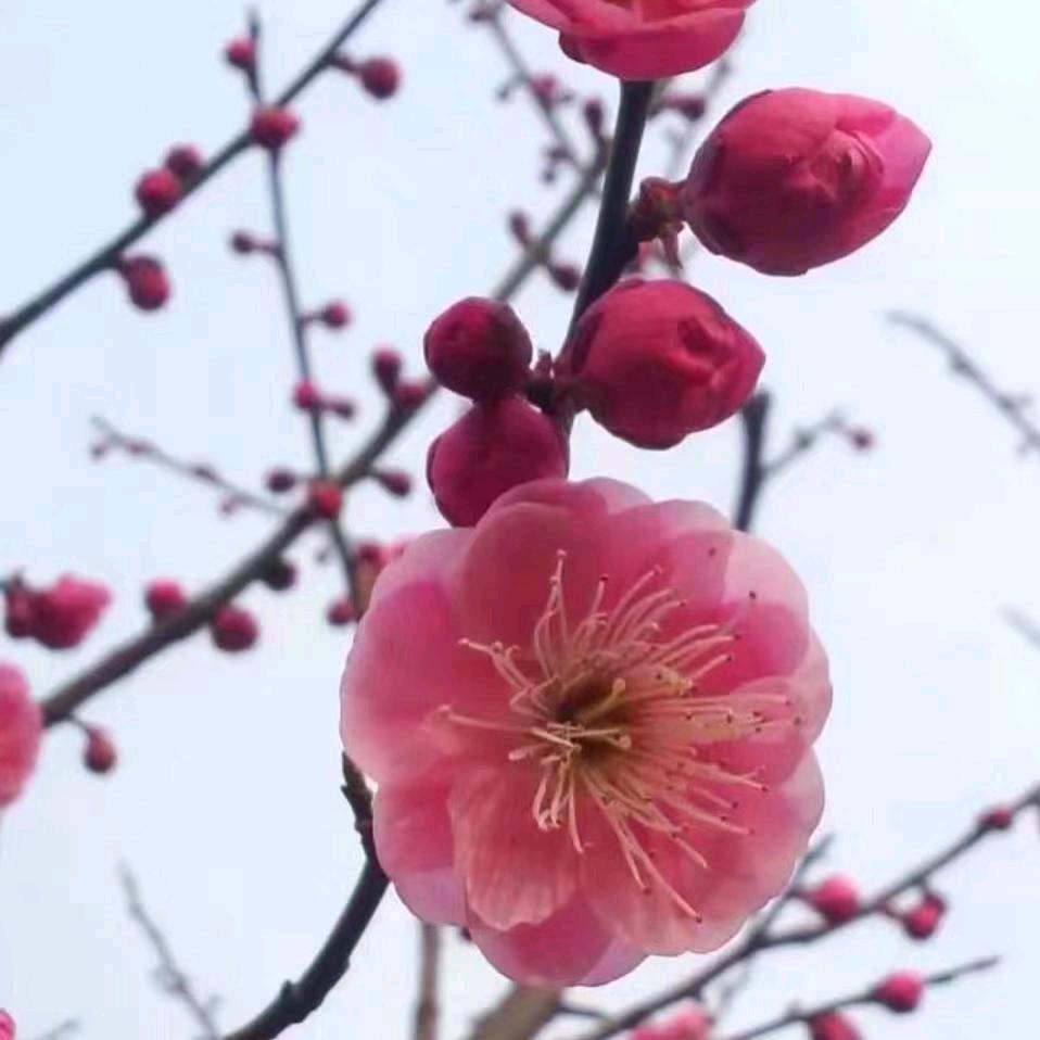 踏雪赏梅