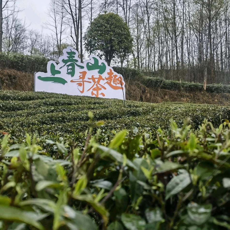 赵友财茶叶优品