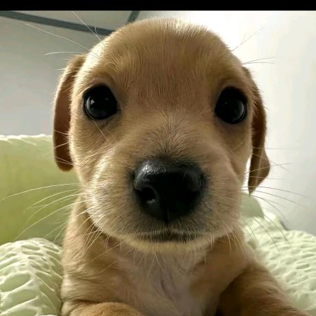 小雨（三角洲）