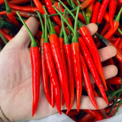 辣椒小陈队长🌶