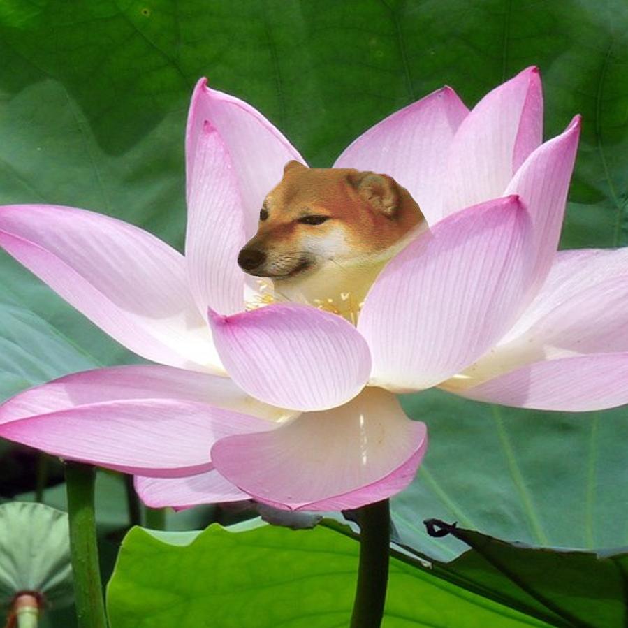 菇咕咕