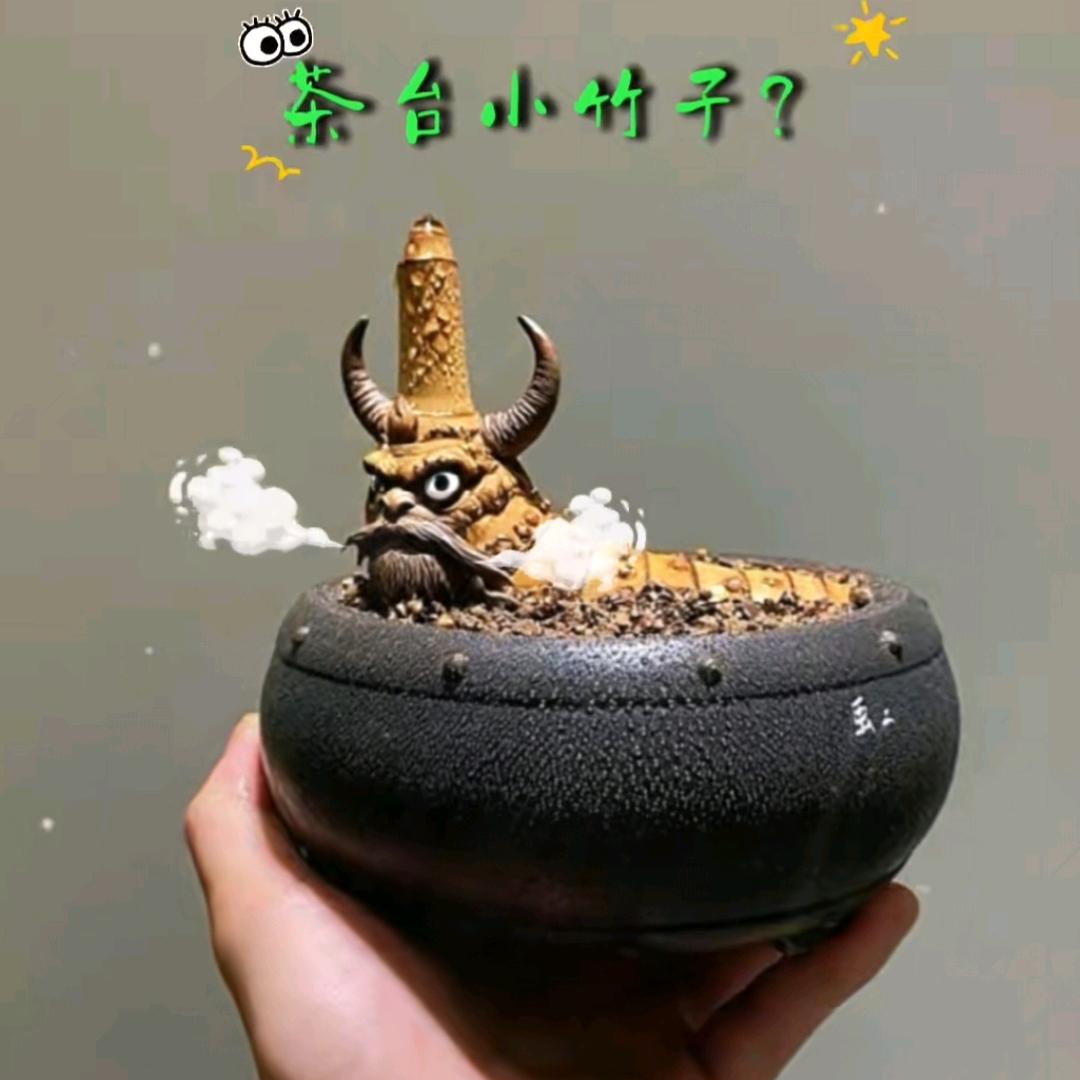 现场挖小叶簕竹