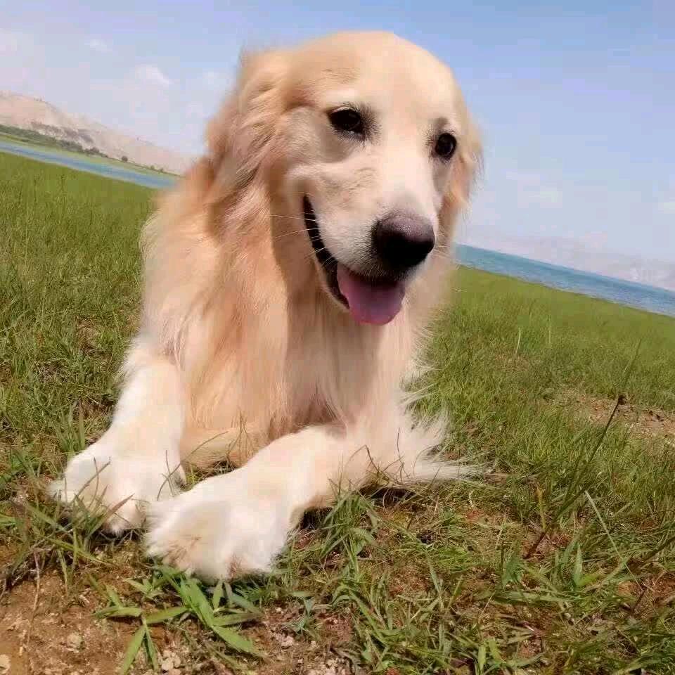 风吹鸡毛飞