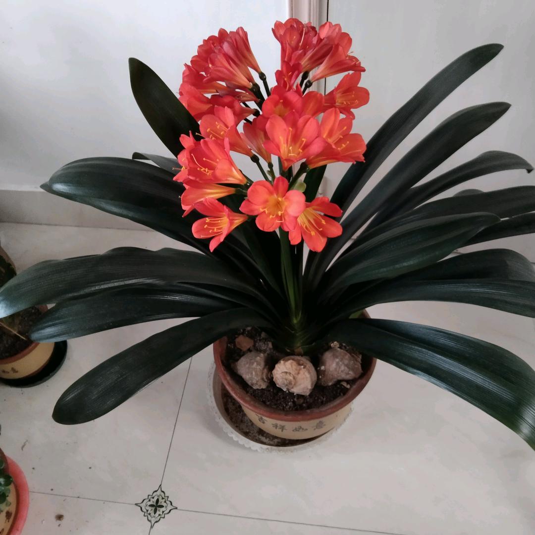 顺子