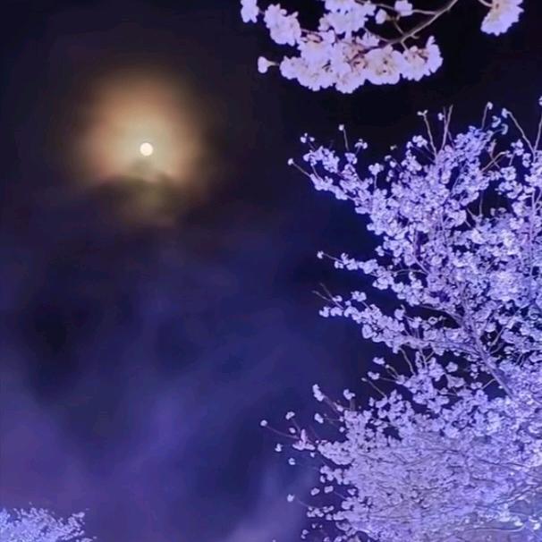 观风听雨看花落