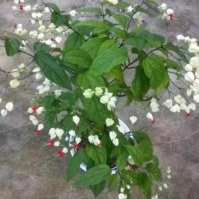 百货商业