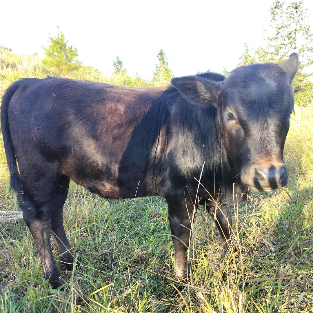 大汾买牛卖牛登恒的。