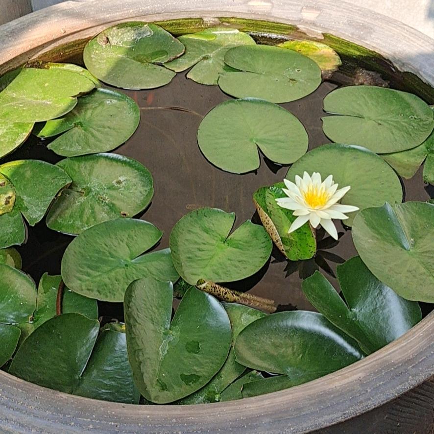 清心