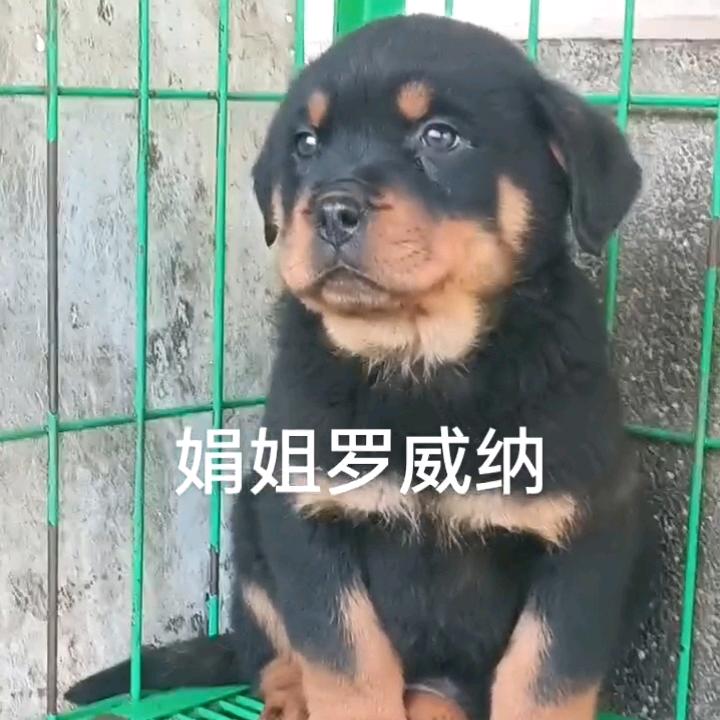 娟姐罗威纳（2号）