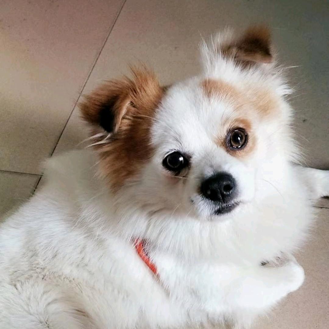 小罗的田园生活