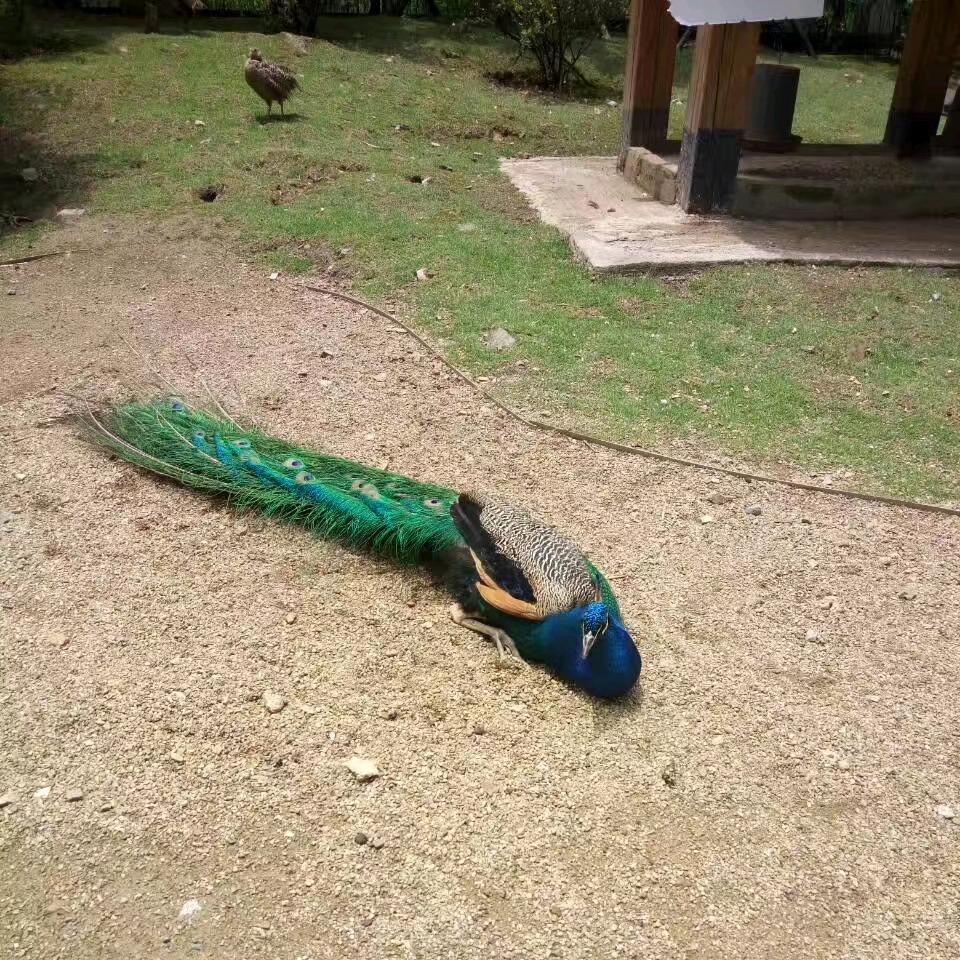 🍎🍎天下平安🙏🙏