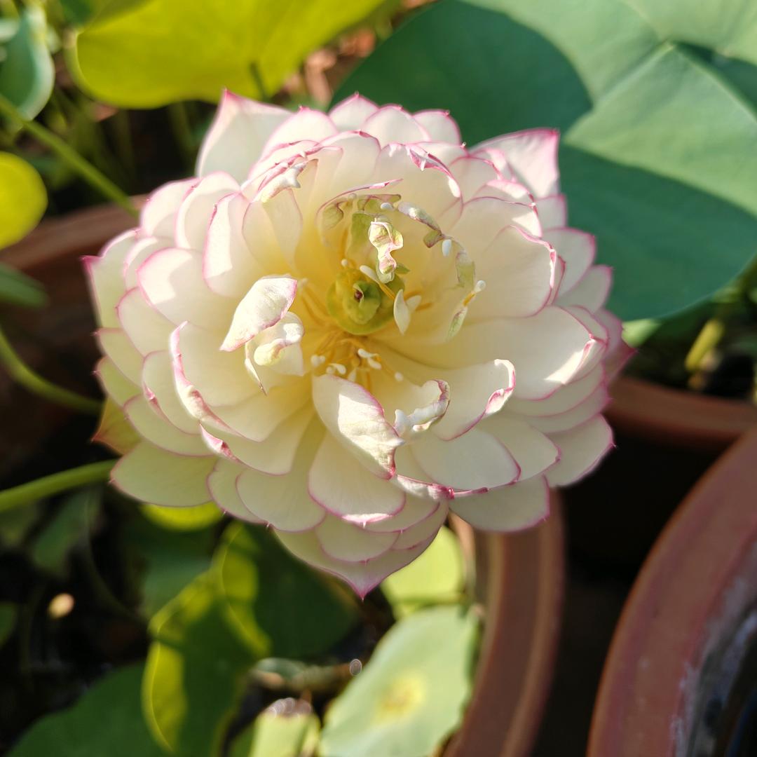 洛洛花苑