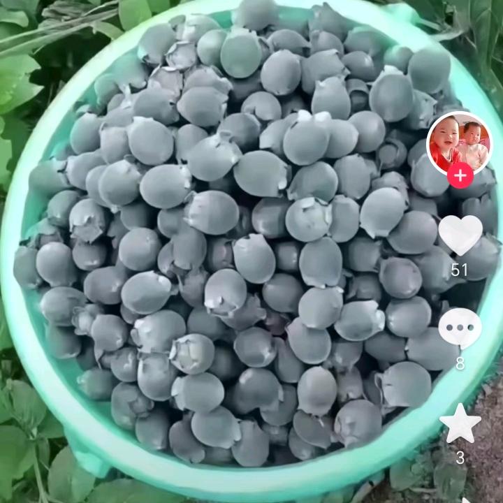 🍁十五叔🌾