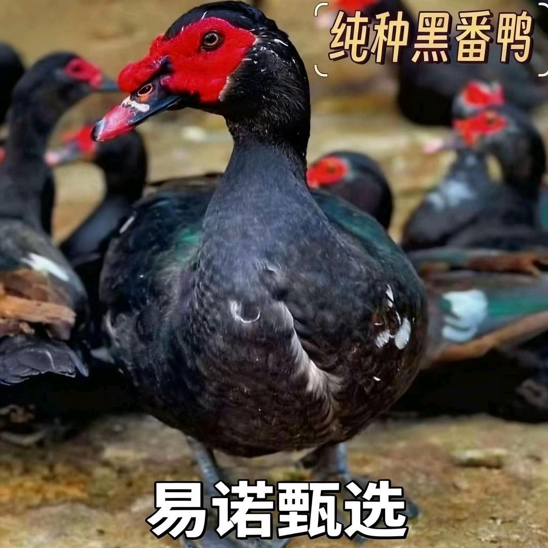 易易诺专营店番鸭