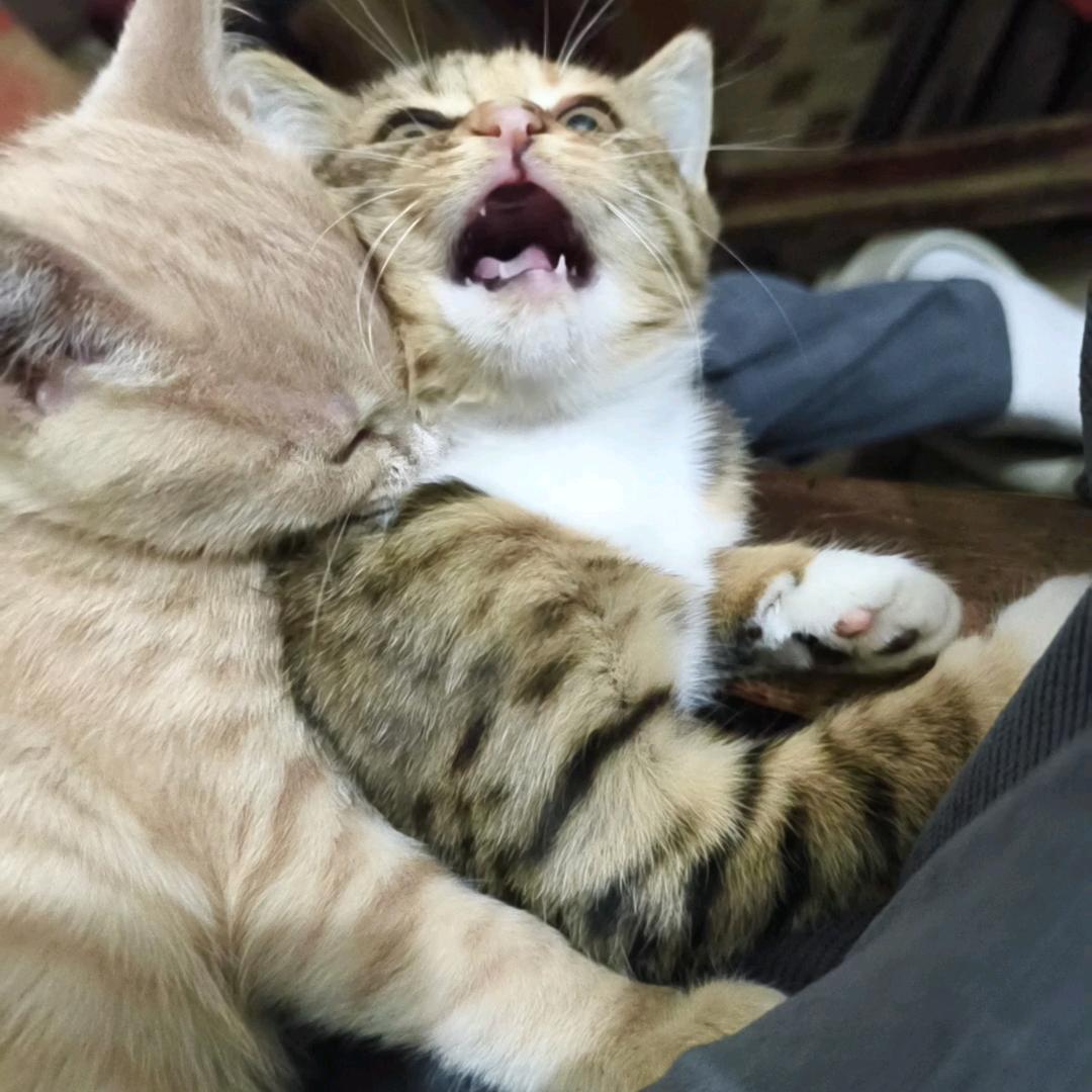 叫个屁是只猫