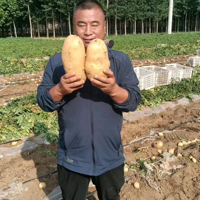 新乐市富琴果蔬农业