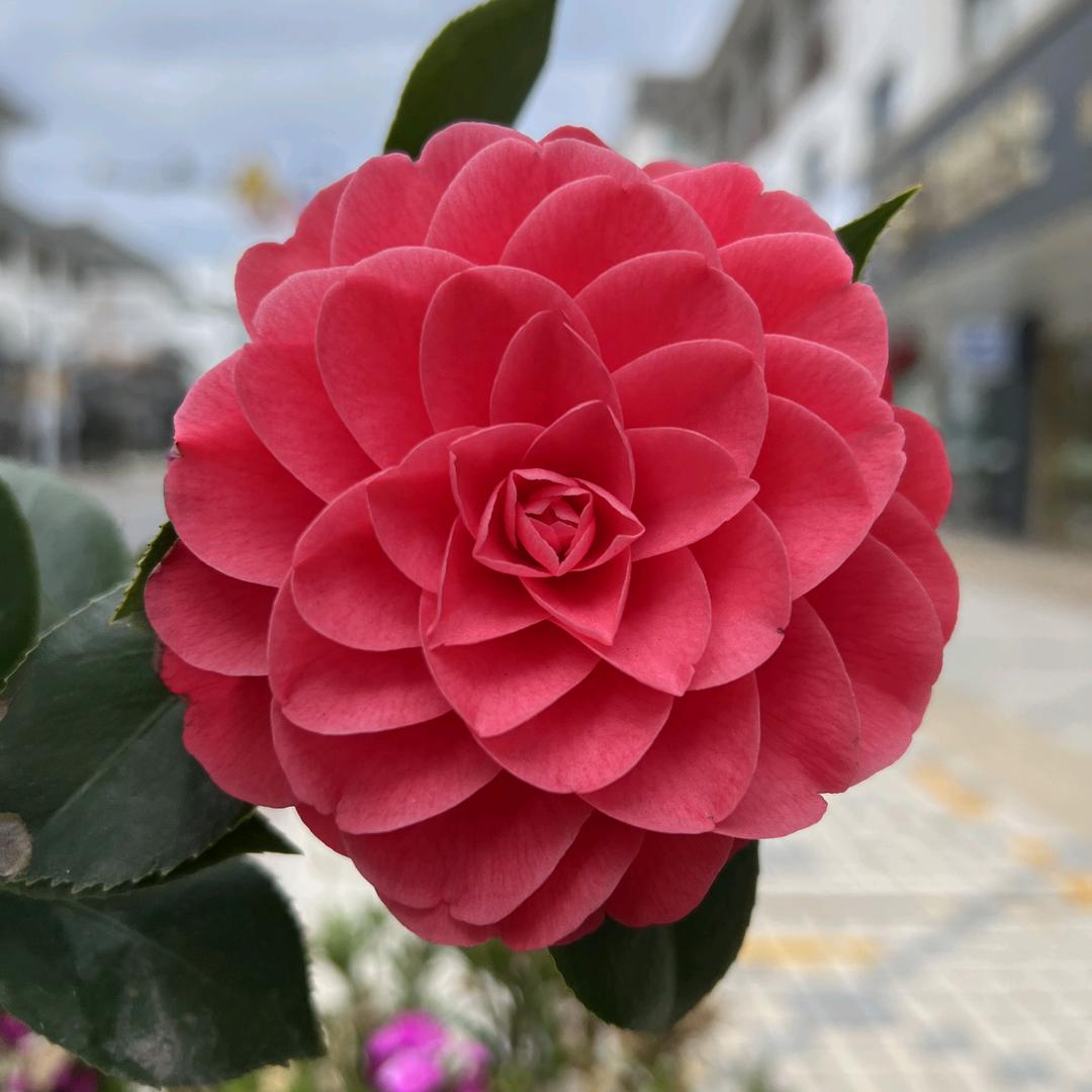 焱岚