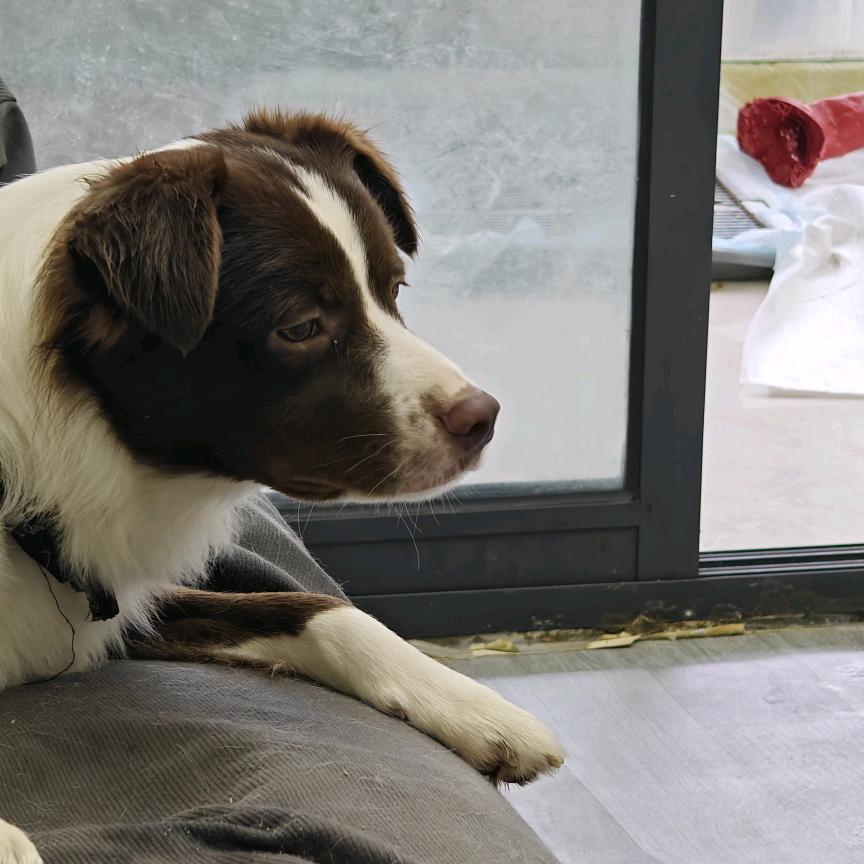 抽象的三只狗🐶